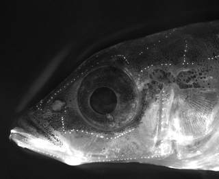 Illustration for article titled There Is a Deadly Secret Hidden in This Fish's Parenting Plan